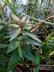 Hygrophila costata, photograph (c) Paulo C. O. Cunha, some rights reserved (CC BY)