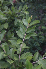 Combretum zeyheri