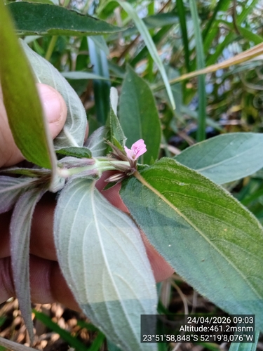 Hygrophila costata, photograph 4