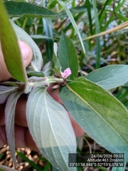 Hygrophila costata, photograph (c) Paulo C. O. Cunha, some rights reserved (CC BY)