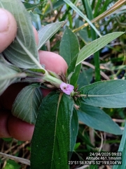 Hygrophila costata, photograph (c) Paulo C. O. Cunha, some rights reserved (CC BY)