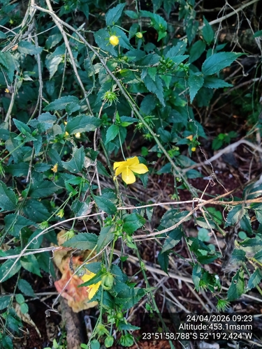 Pavonia sepium, photograph 6