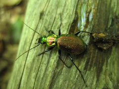 Carabus convallium