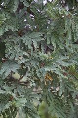 Peltophorum africanum