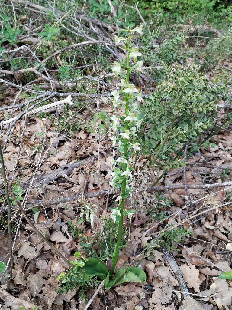 Platanthera chlorantha; photograph Dino Babić, CC BY, iNaturalist via GBIF