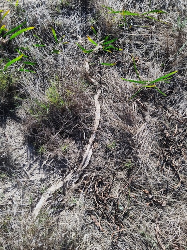Mole Snake