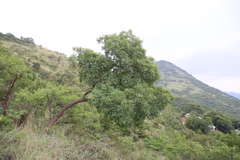 Peltophorum