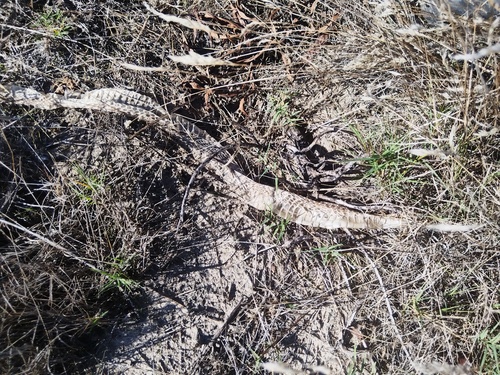 Mole Snake