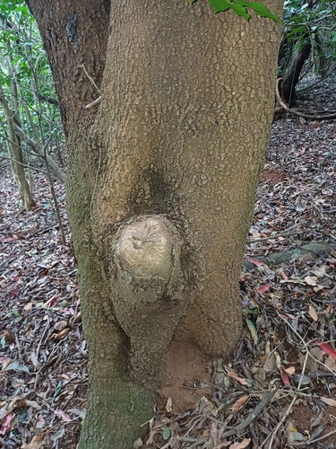 Protorhus longifolia, photograph 4