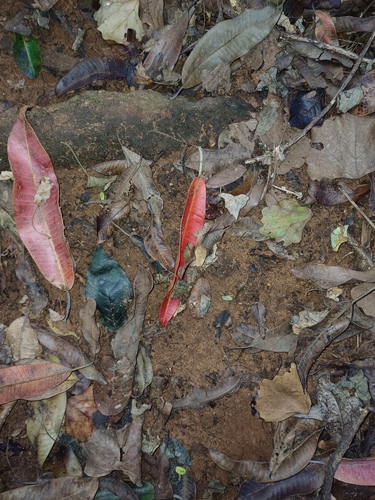Protorhus longifolia, photograph 5