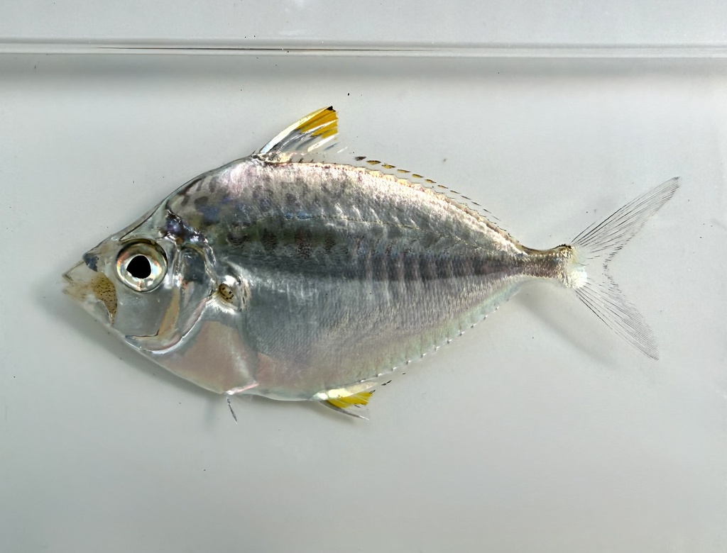 Orangefin Ponyfish