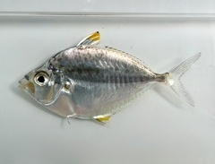 Orangefin Ponyfish photo 1