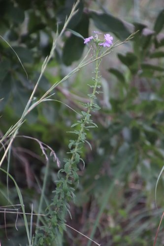 Image of Jamesbrittenia grandiflora by (c) Tony Rebelo, some rights reserved (CC BY-SA)
