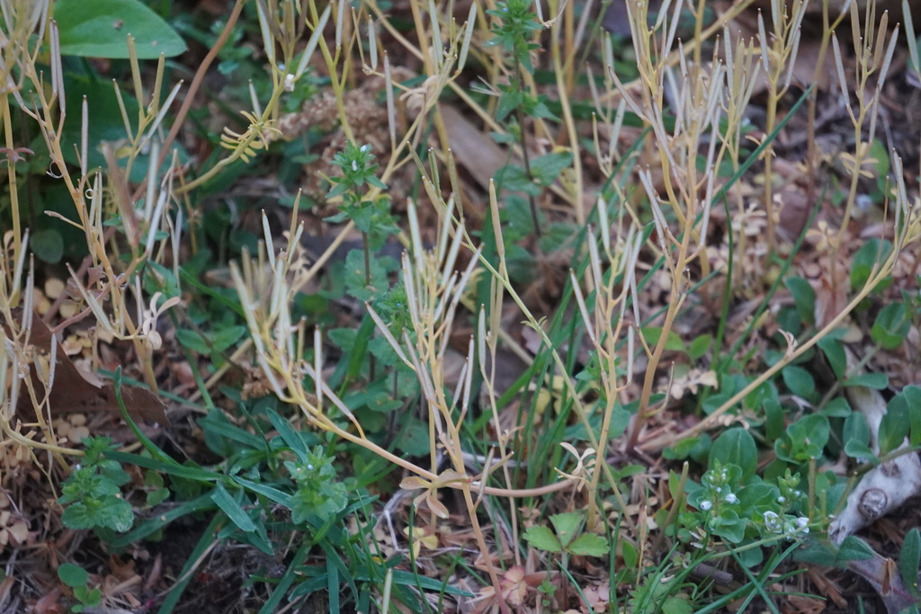 Sara Rall hairy bittercress from Bucks County, PA, USA on April 25, 2026 at 06:55 ...