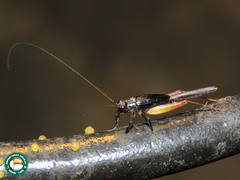 Trigonidium cicindeloides