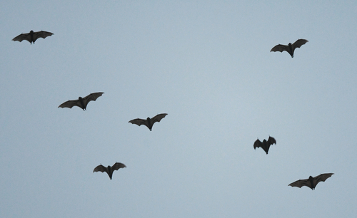 Straw-coloured Fruit Bat