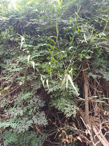 Flagellaria guineensis, photograph 4