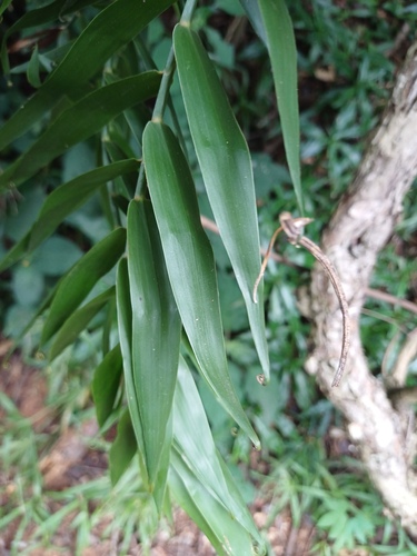 Flagellaria guineensis, photograph 5