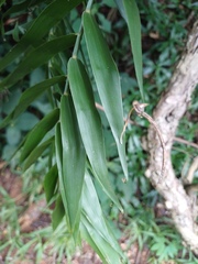 (c) Margaret Burger, some rights reserved (CC BY-SA) Flagellaria guineensis, photograph (c) Margaret Burger, some rights reserved (CC BY-SA)