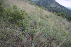 Lasiosiphon capitatus