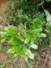 Drypetes natalensis