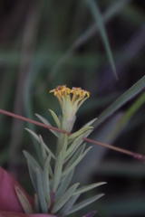 Lasiosiphon capitatus