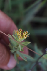 Lasiosiphon capitatus