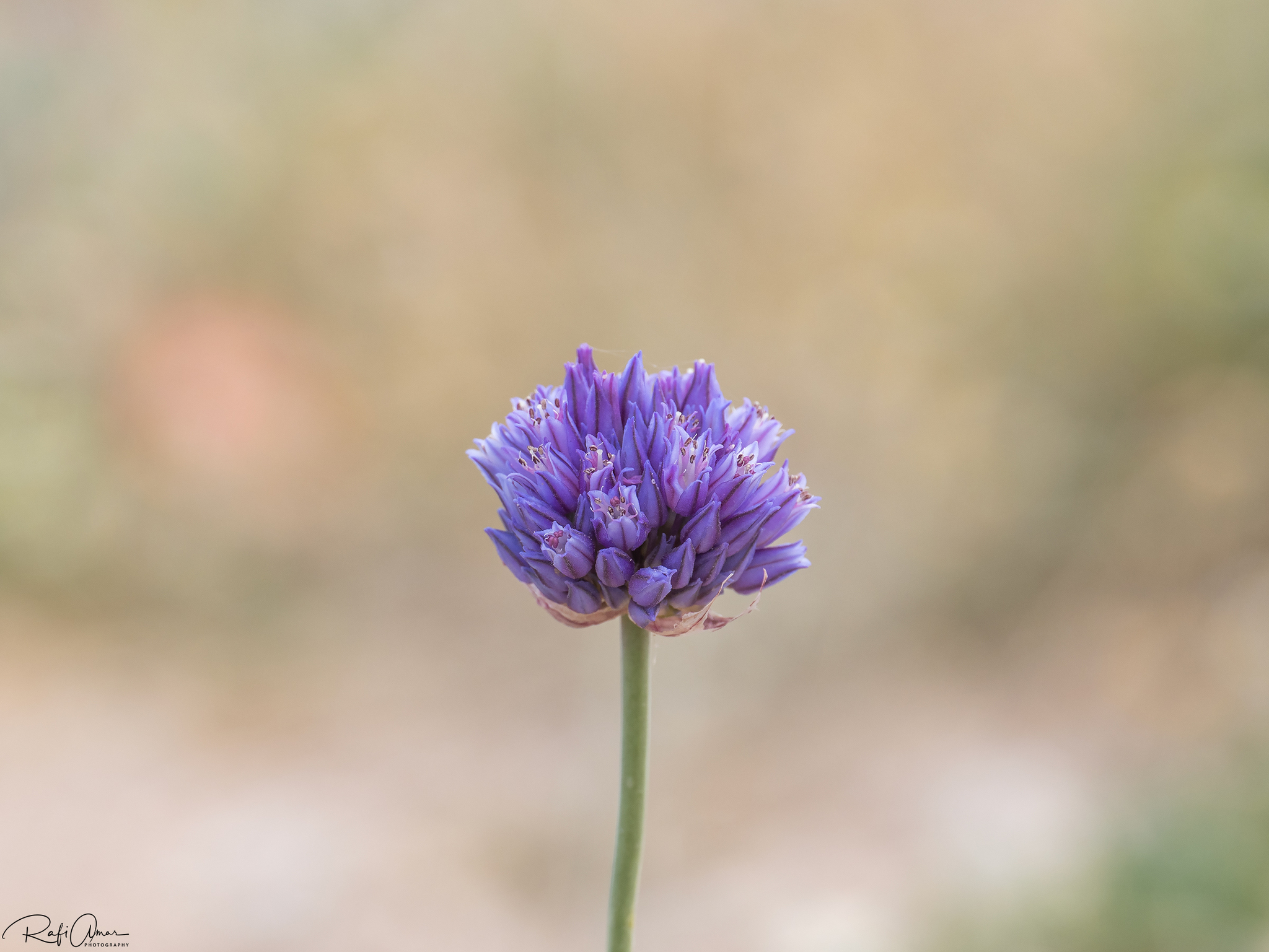 Chalota