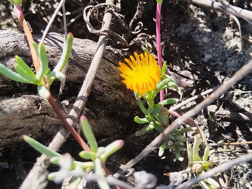 Lampranthus explanatus, photograph 6