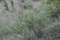 Cryptolepis oblongifolia