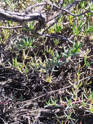 Lampranthus explanatus, photograph 5