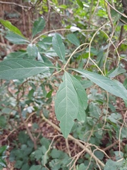 Rothmannia globosa, photograph (c) Margaret Burger, some rights reserved (CC BY-SA)