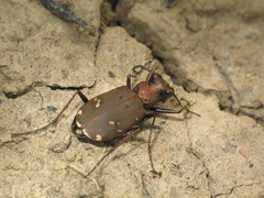 Cicindela desertorum