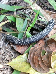 Eucentrobolus tamulus