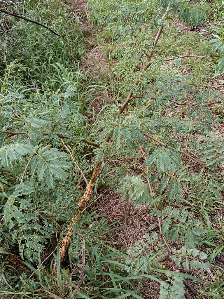 Senegalia galpinii, Koedoespoort 456-Jr, Pretoria, 0186, South Africa