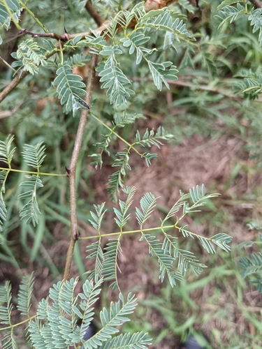 Senegalia galpinii