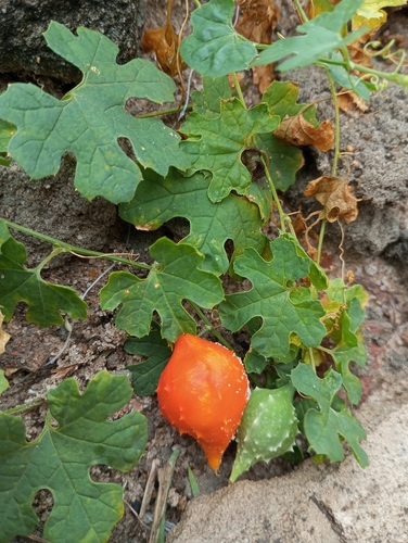 Balsam Apple