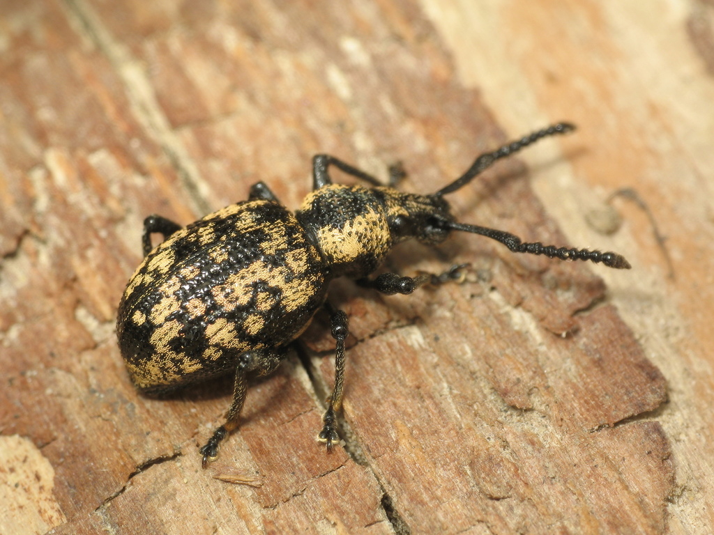 Otiorhynchus aurosquamulatus