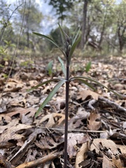 Fritillaria micrantha