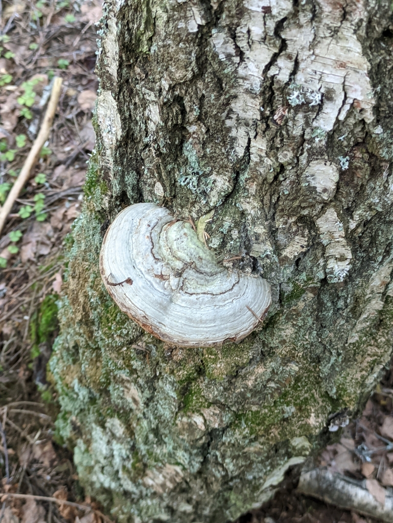 Fomes fomentarius · April 2026 · photo: © naturalist57011 (iNaturalist, cc-by)