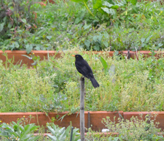 Turdus merula