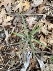 Fritillaria micrantha