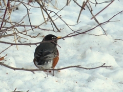 Turdus migratorius image