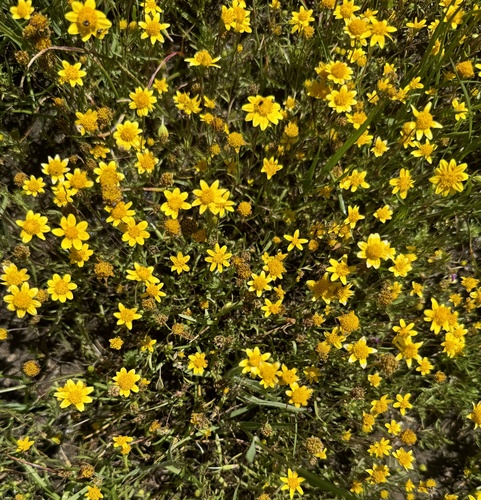 Lasthenia californica, photograph 3