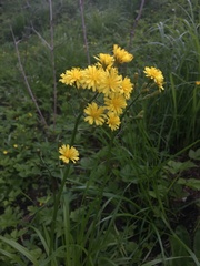 Crepis praemorsa