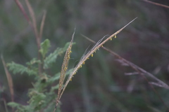 Poaceae