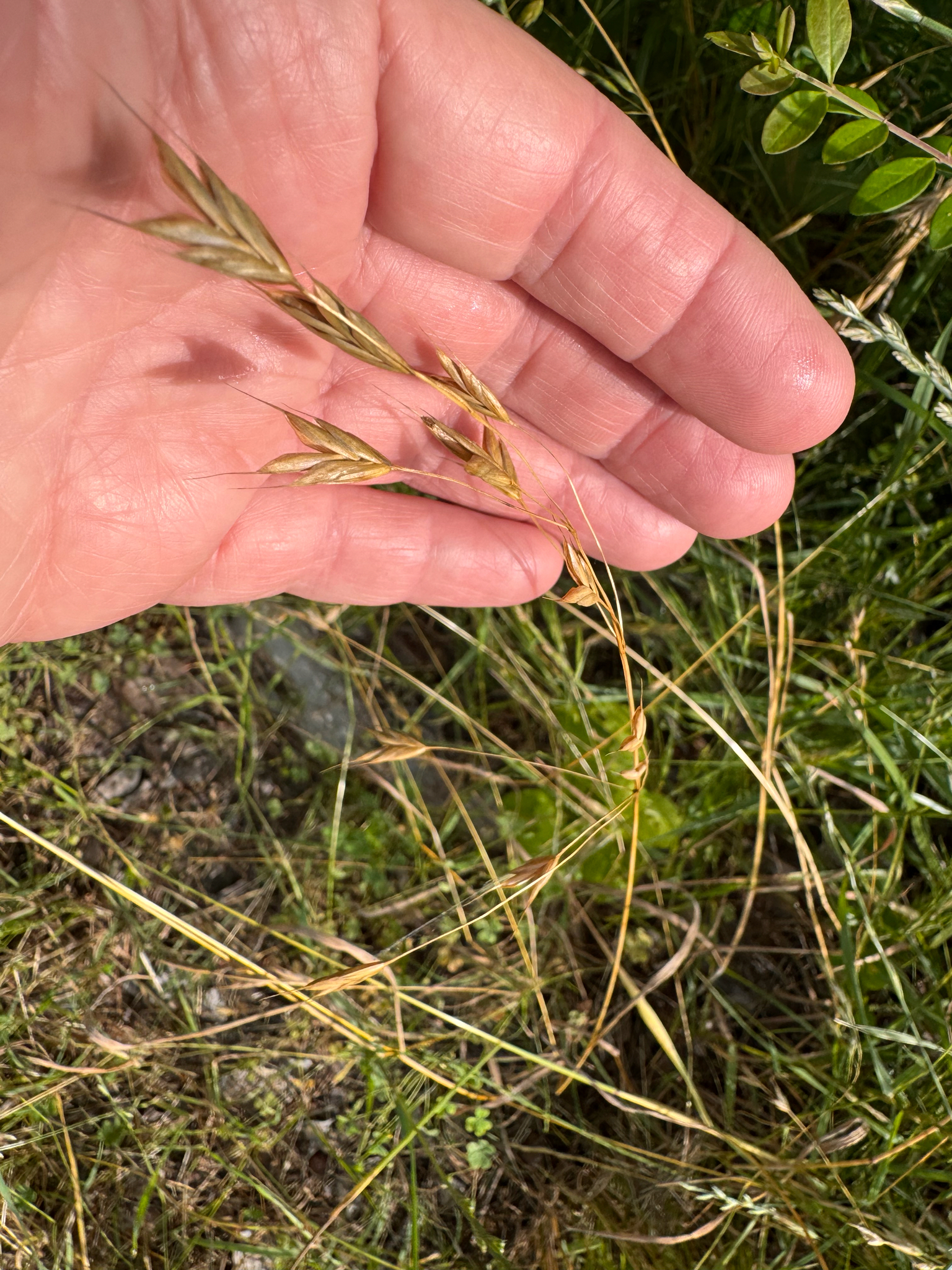 Rye brome