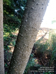 Jacaratia spinosa, photograph (c) Paulo C. O. Cunha, some rights reserved (CC BY)