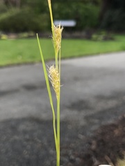 Carex oshimensis