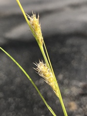 Carex oshimensis
